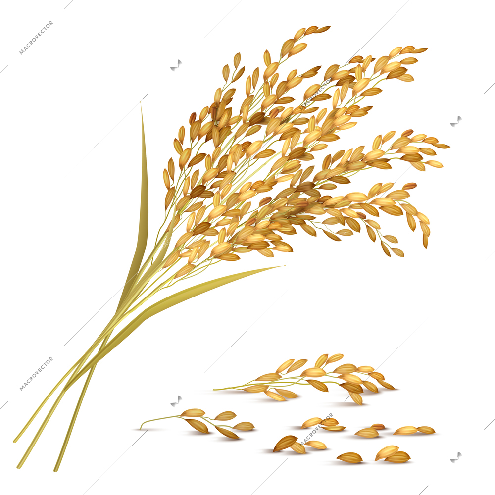 Rice ears and grain with harvest and agriculture symbols realistic vector illustration