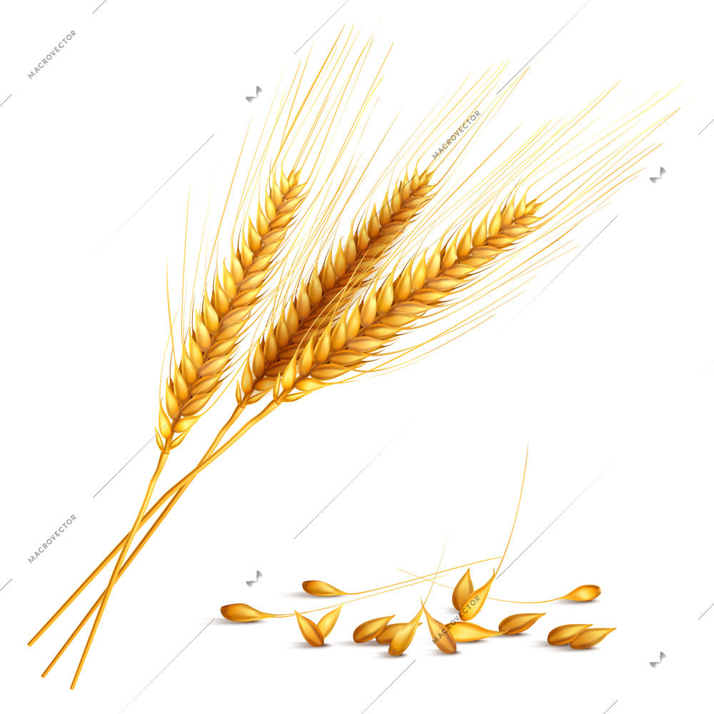 Barley ears and grain with harvest and farming symbols realistic vector illustration