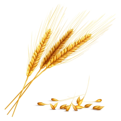 Barley ears and grain with harvest and farming symbols realistic vector illustration