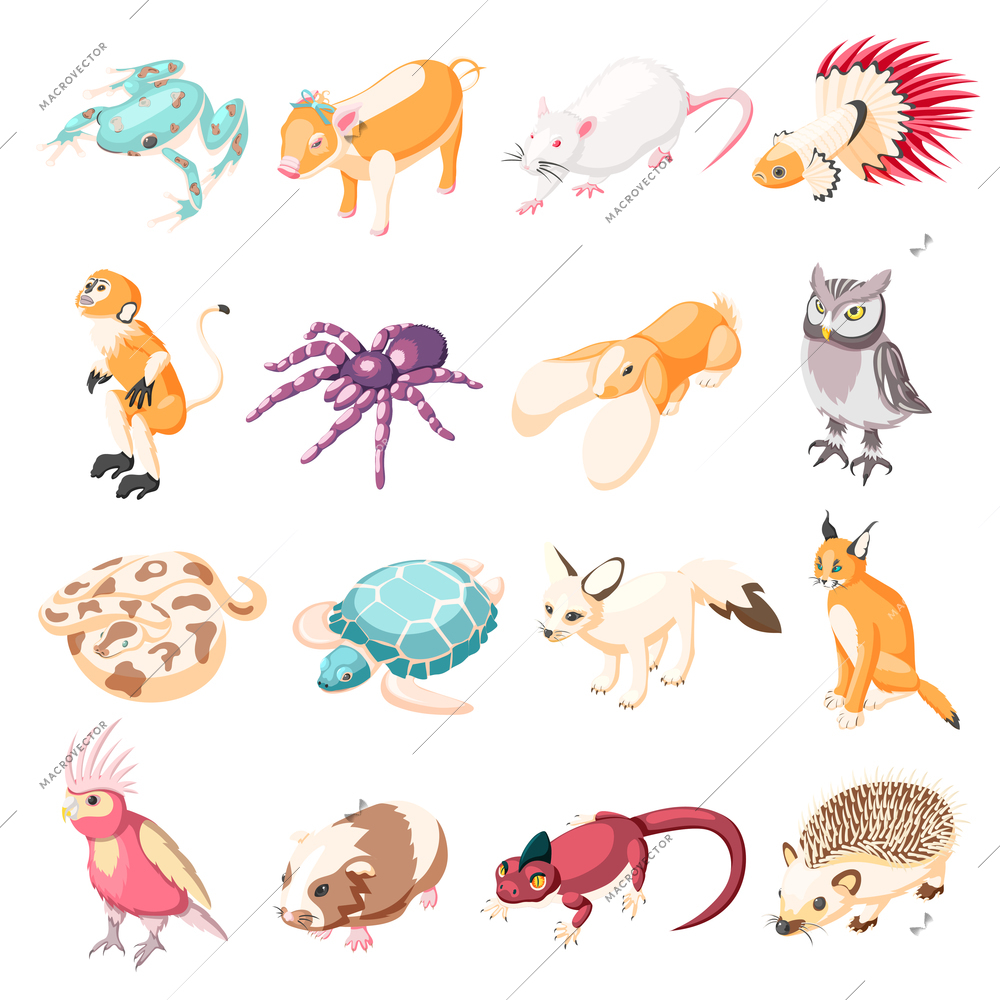 Exotic pets isometric icons set of rabbit turtle parrot lynx rat frog spider monkey hedgehog lizard snake owl cartoon characters vector illustration