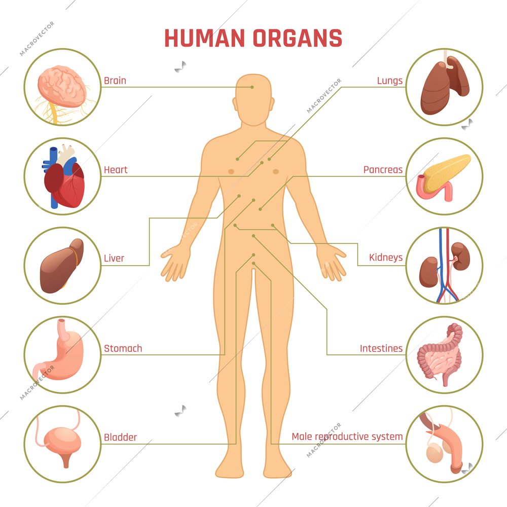 Isometric diagram infographics with man silhouette human organs their names and location on white background 3d vector illustration