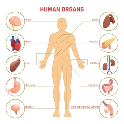 Isometric diagram infographics with man silhouette human organs their names and location on white background 3d vector illustration