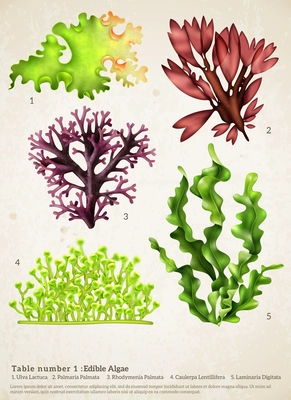 Realistic seaweed set with images of different underwater plants with biology text captions on paper background vector illustration