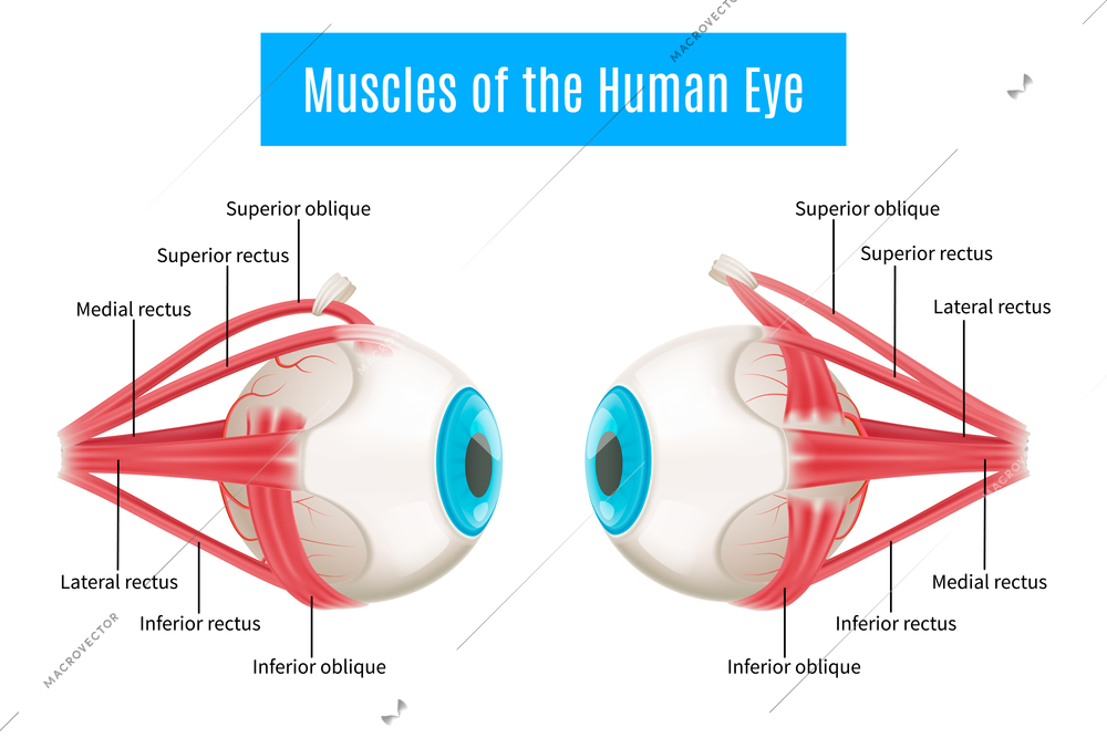 Eye anatomy 3d diagram infographics layout showing human eyes muscles in side view with labeling vector illustration