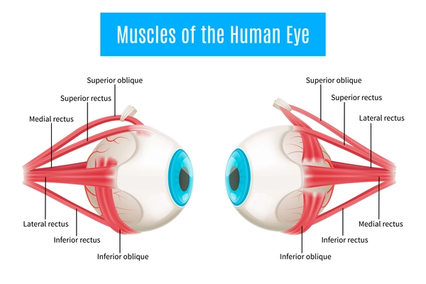 Eye anatomy 3d diagram infographics layout showing human eyes muscles in side view with labeling vector illustration