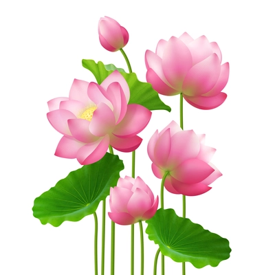 Bunch of beautiful lotus flowers with leaves close up isolated image on white background realistic vector illustration