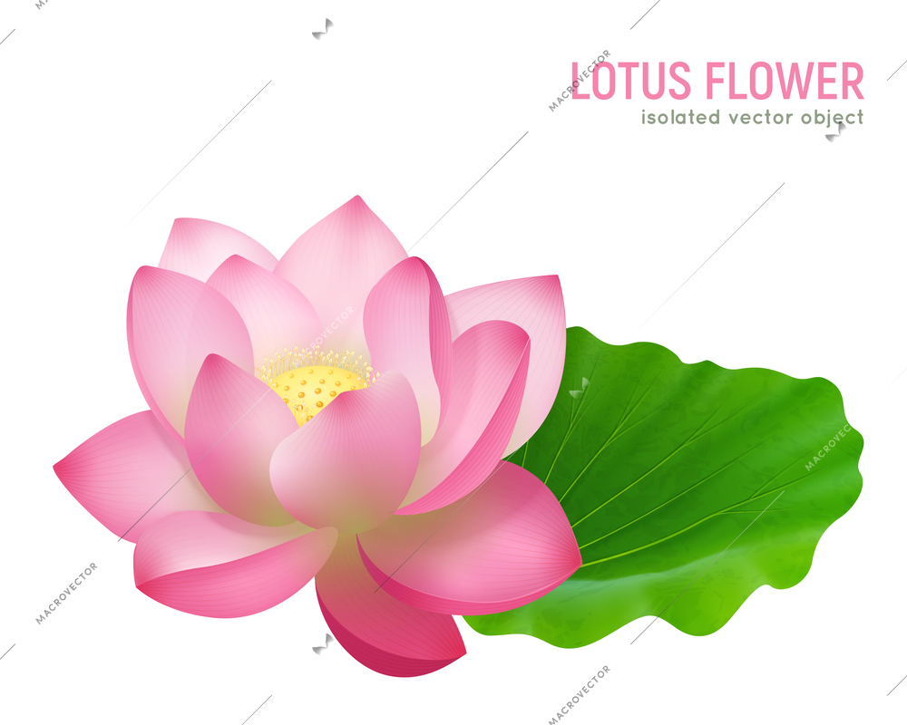 Single pink beautiful lotus flower with leaf close up isolated image on white background realistic vector illustration