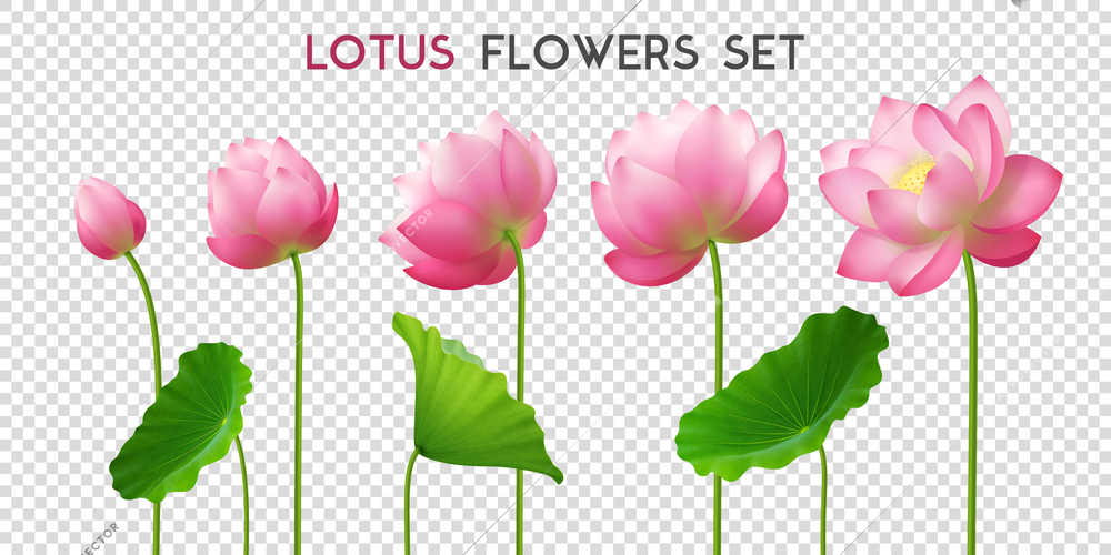 Five beautiful pink realistic lotus flowers set ornamental horizontal banner with lettering on transparent background vector illustration