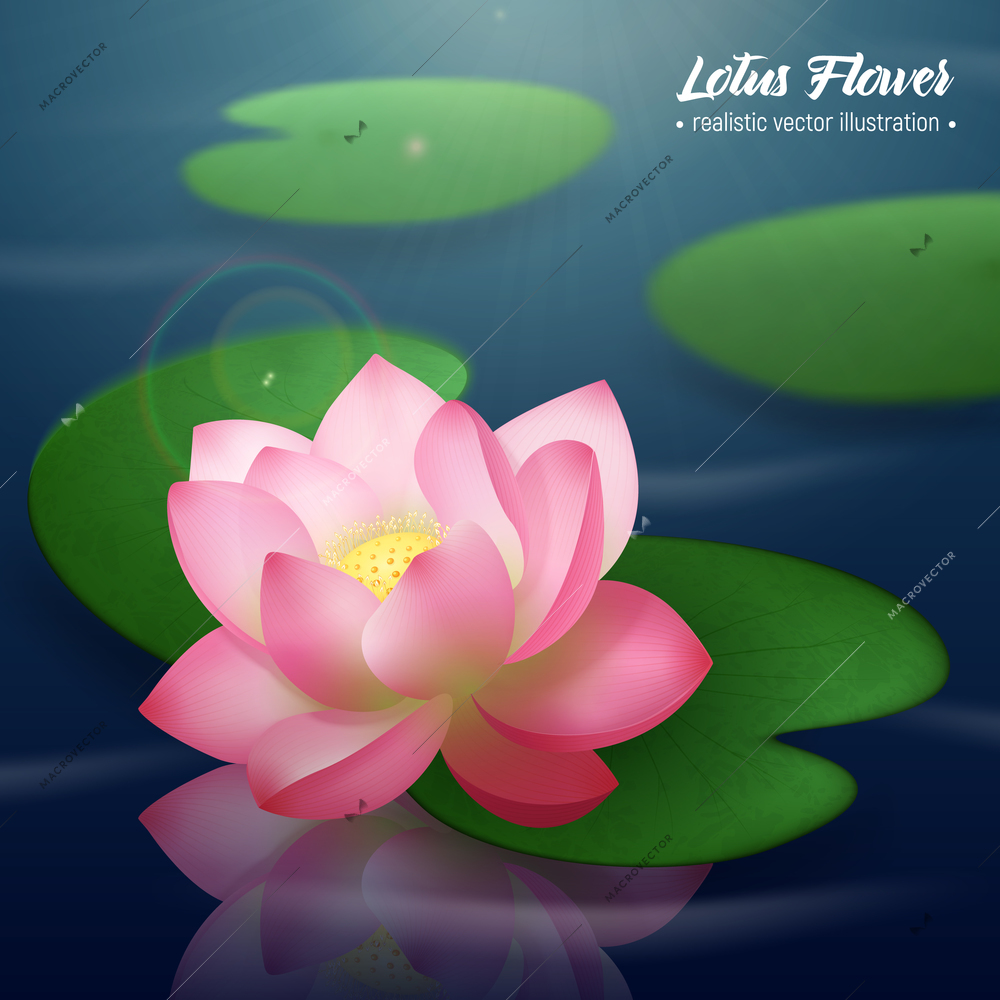 Pink lotus flower with two wide disc shaped leaves floating on water realistic background poster vector illustration