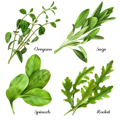 Set of realistic herbs and spices, fresh plants oregano, sage, spinach, arugula isolated vector illustration