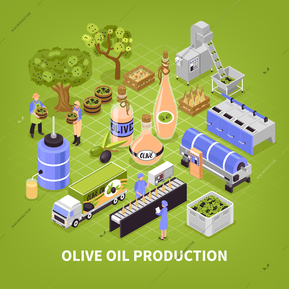 Olive production process isometric poster with fruit collection transportation oil extracting packaging infographic elements green background vector illustration