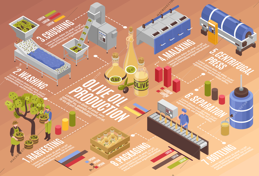 Olive oil production process isometric infographics from harvesting to bottling with centrifugal press and separation vector illustration