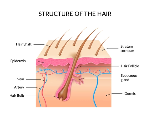 Human hair anatomy infographics with cross section of skin layers hair follicle bulb and shaft and sebaceous gland realistic vector illustration