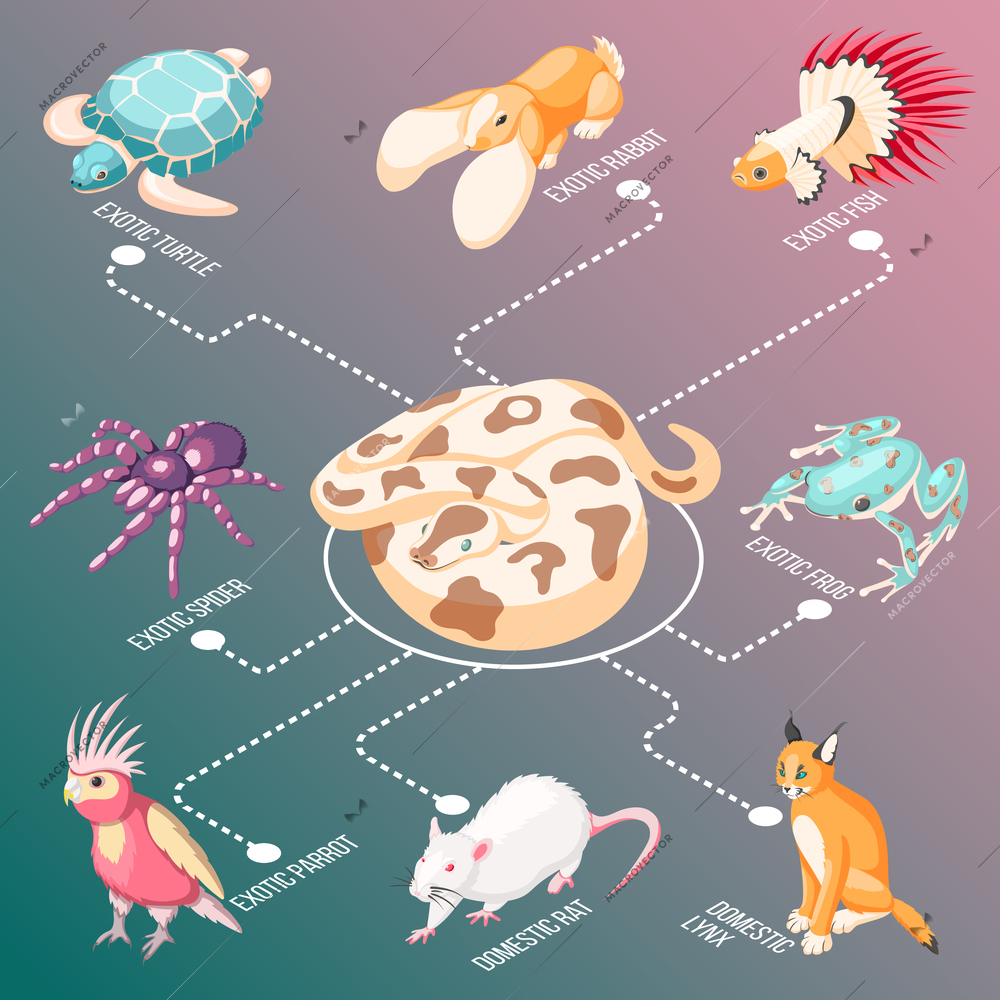 Exotic pets isometric flowchart with fish rabbit turtle parrot lynx rat frog spider cartoon icons vector illustration