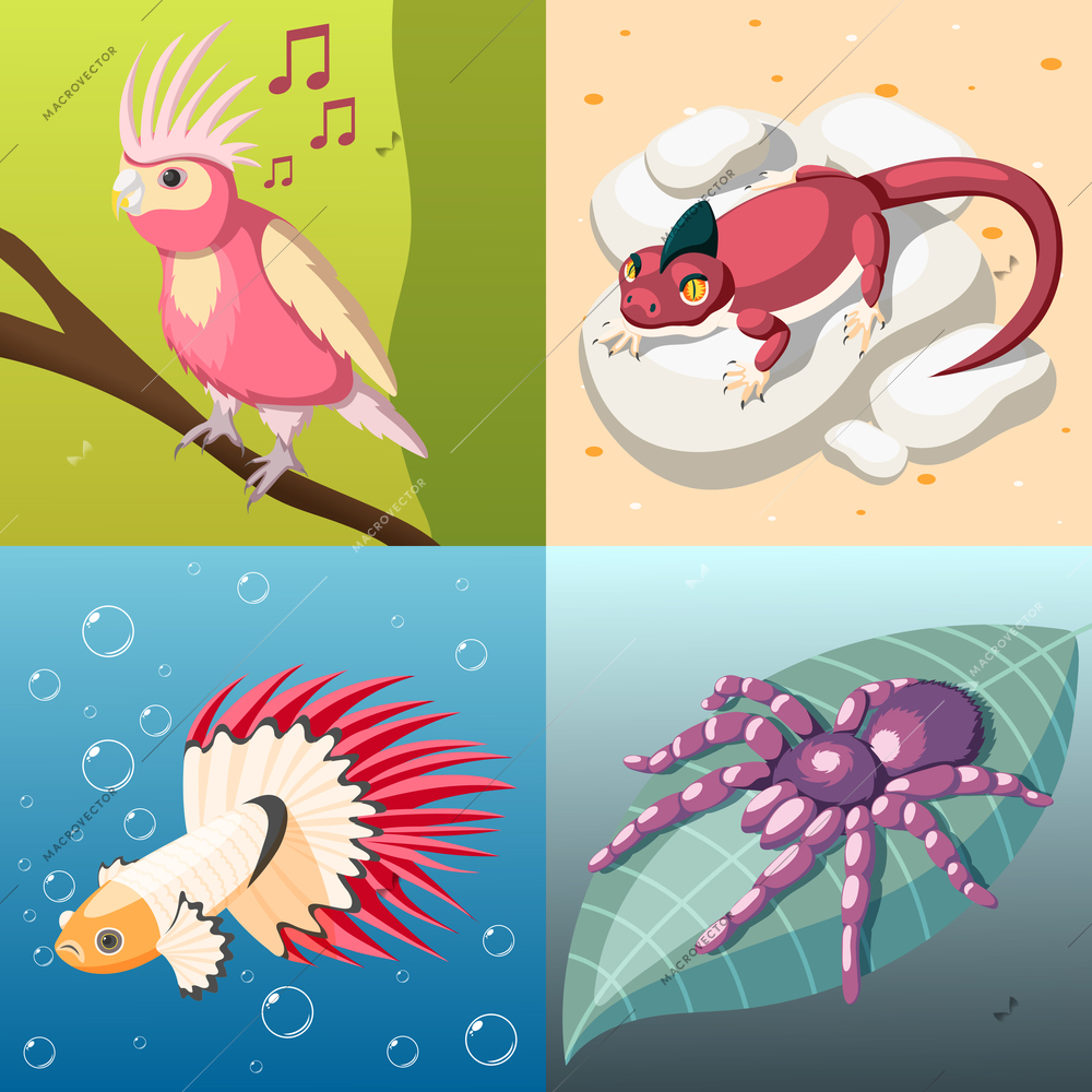 Exotic pets 2x2 design concept set of reptile fish insect bird isometric square icons cartoon vector illustration