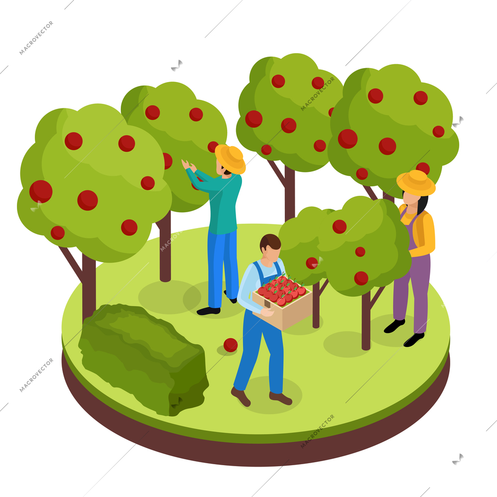 Ordinary farmers life isometric background composition with three green space workers collecting fruits from surrounding trees vector illustration