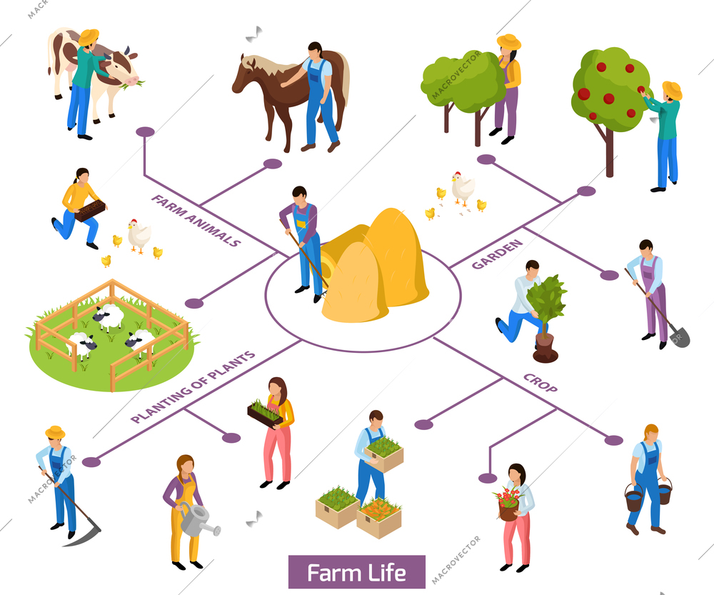 Ordinary farmers life isometric composition flowchart with isolated human characters and icons of plants and animals vector illustration