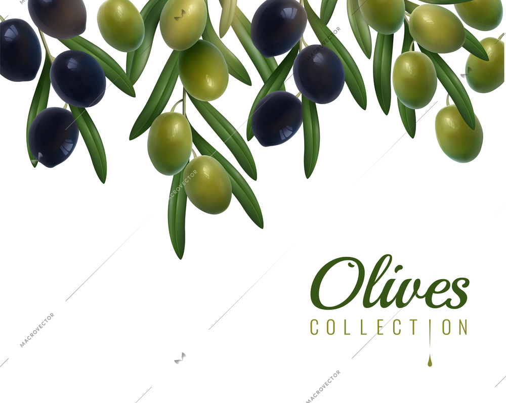 Realistic branches of green and black glossy olives with leaves on white background vector illustration