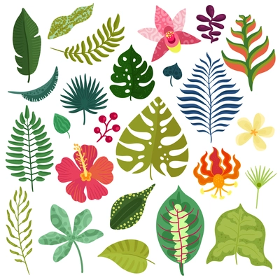 Tropical plants decorative elements collection with monstera leaves hibiscus orchids heliconia flowers fern fronds isolated vector illustration