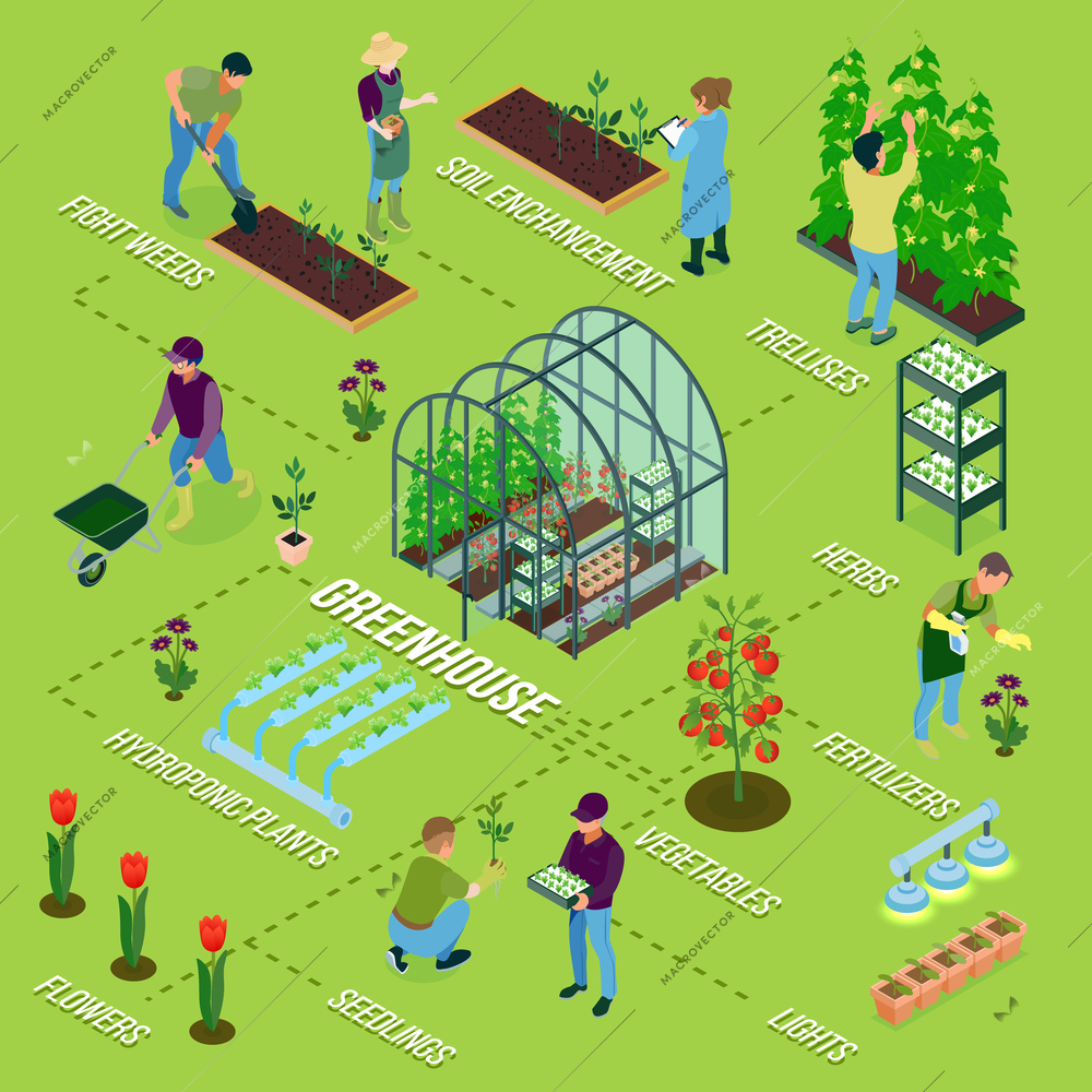 Greenhouse isometric flowchart composition with glasshouse herbs weeding flowers seedlings soil fertilizing irrigation vegetables harvesting vector illustration