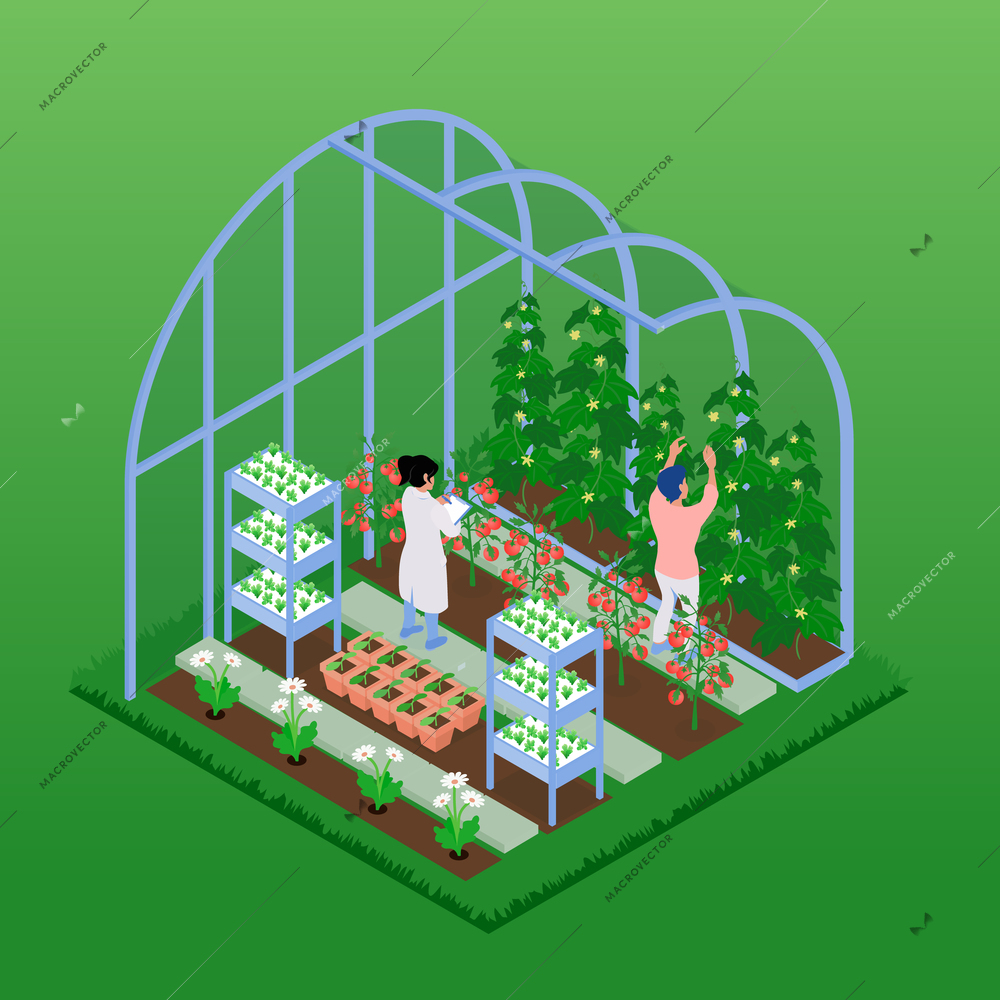 Greenhouse isometric composition with people working in glasshouse harvesting ripe vegetables planting seedlings growing flowers vector illustration