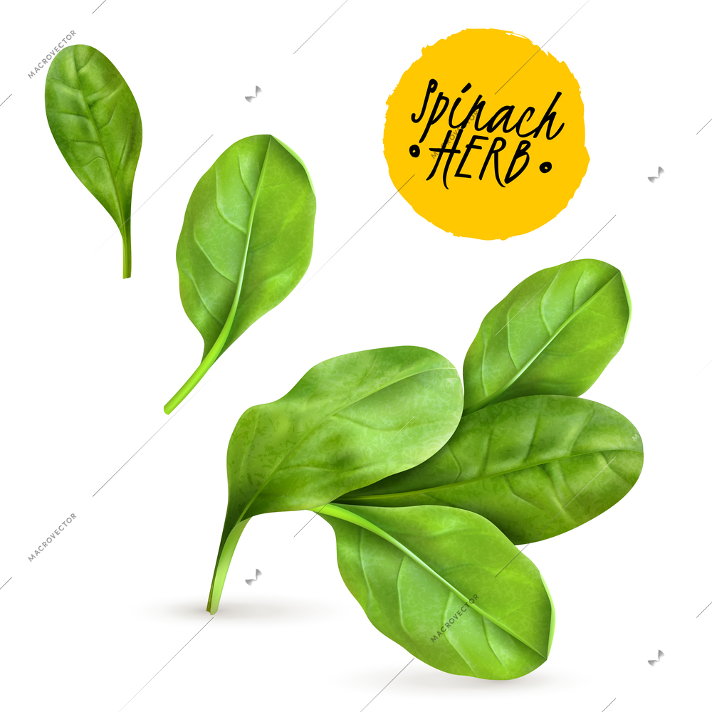 Fresh baby spinach leaves realistic popular vegetable image promoting healthy food cooked and raw herbs vector illustration