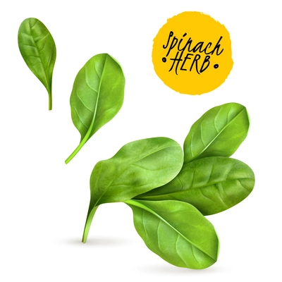 Fresh baby spinach leaves realistic popular vegetable image promoting healthy food cooked and raw herbs vector illustration