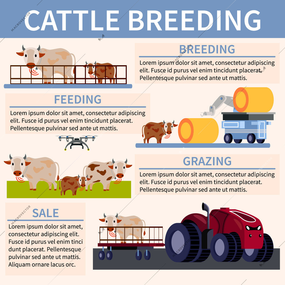 Colored smart farming orthogonal flat flowchart with feeding breeding grazing and sale descriptions vector illustration