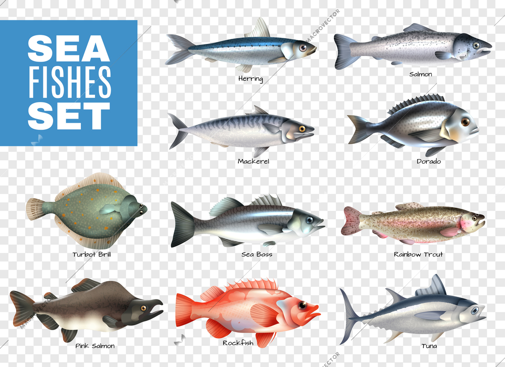 Set of sea fishes with letterings on transparent background isolated vector illustration