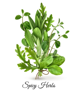 Realistic bunch of fresh green leafy vegetables spicy herbs with arugula spinach thyme white background vector illustration