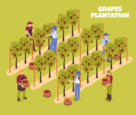 Grapes plantation during harvesting workers with baskets of ripe berries on green background isometric vector illustration