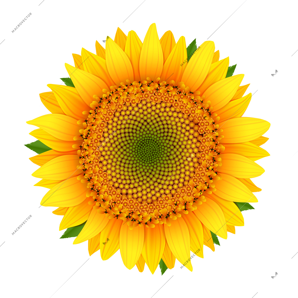 Sunflower icon isolated on white vector illustration