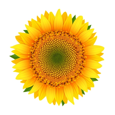 Sunflower icon isolated on white vector illustration