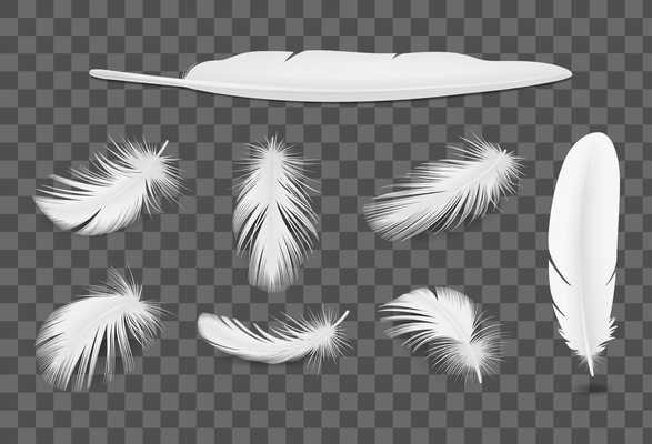 White bird feathers transparent realistic set isolated vector illustration