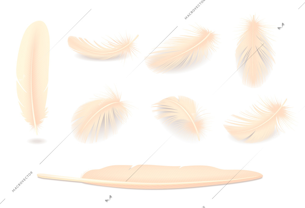 Bird fluffy and soft feathers realistic set isolated vector illustration