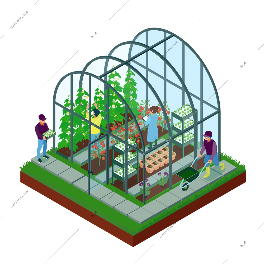 Greenhouse isometric composition with glasshouse facility workers pushing wheelbarrow planting inspecting seedlings growing flowers vegetables vector illustration