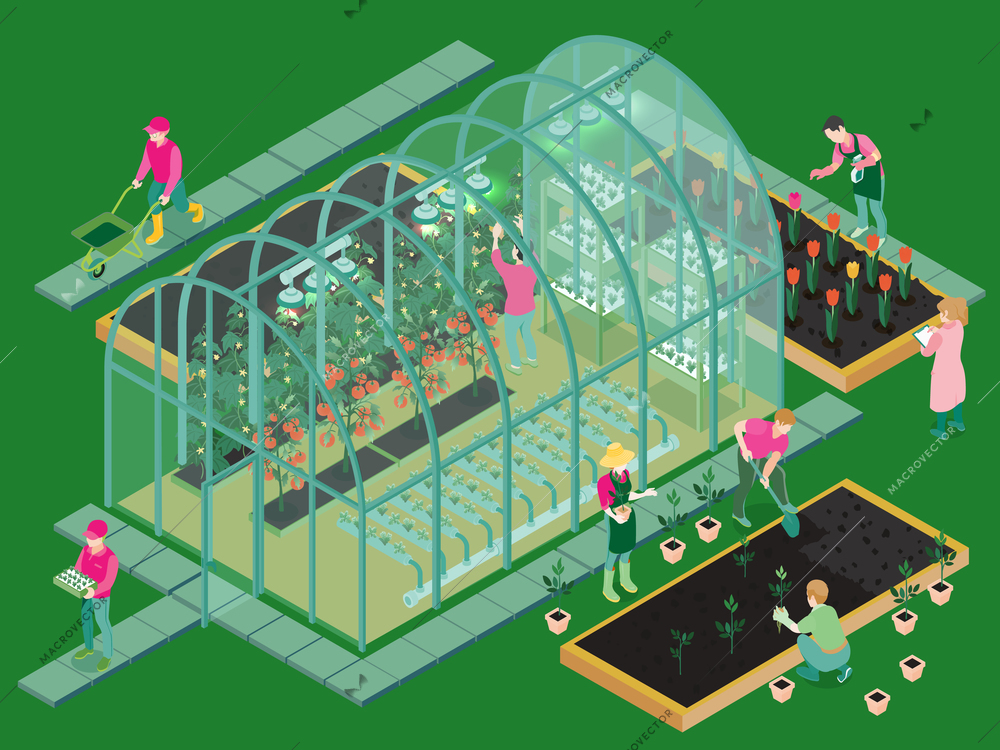 Greenhouse production isometric composition with glasshouse facility workers planting seedlings growing flowers vegetables hydroponic system vector illustration