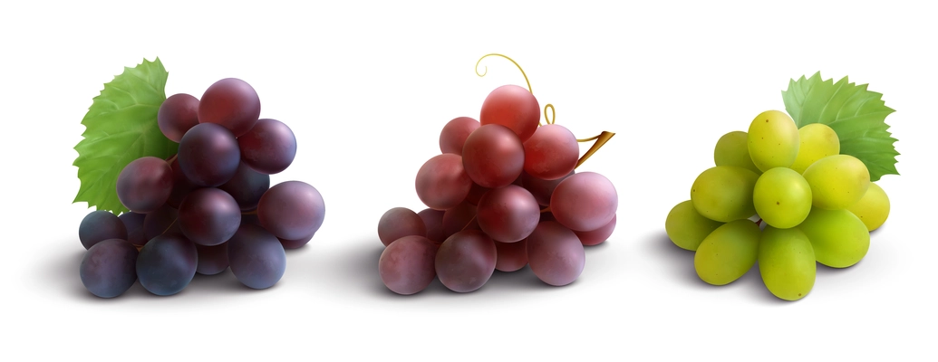 Grapes realistic composition with red rose and white grapes isolated vector illustration