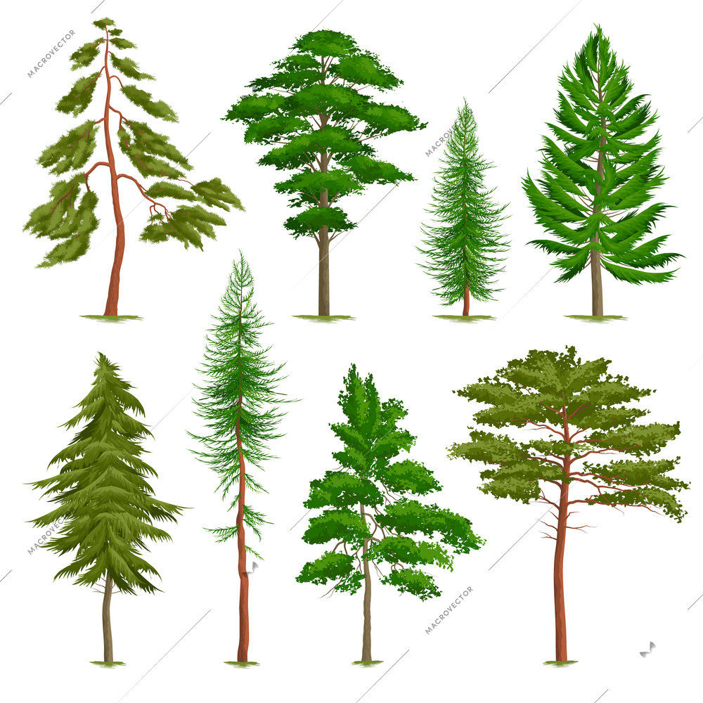 Set of realistic pine trees of various type isolated on white background vector illustration