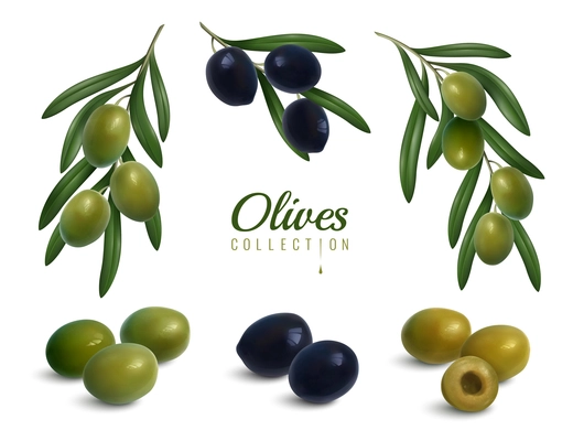 Set of realistic branches of olives with leaves, green and black glossy fruits isolated vector illustration