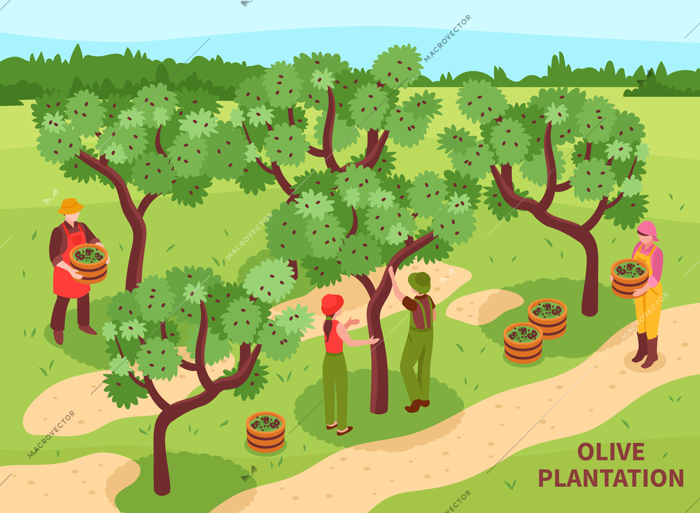 Olive plantation harvesting with farmers  hand picking fruit for traditional production of virgin oil isometric vector illustration