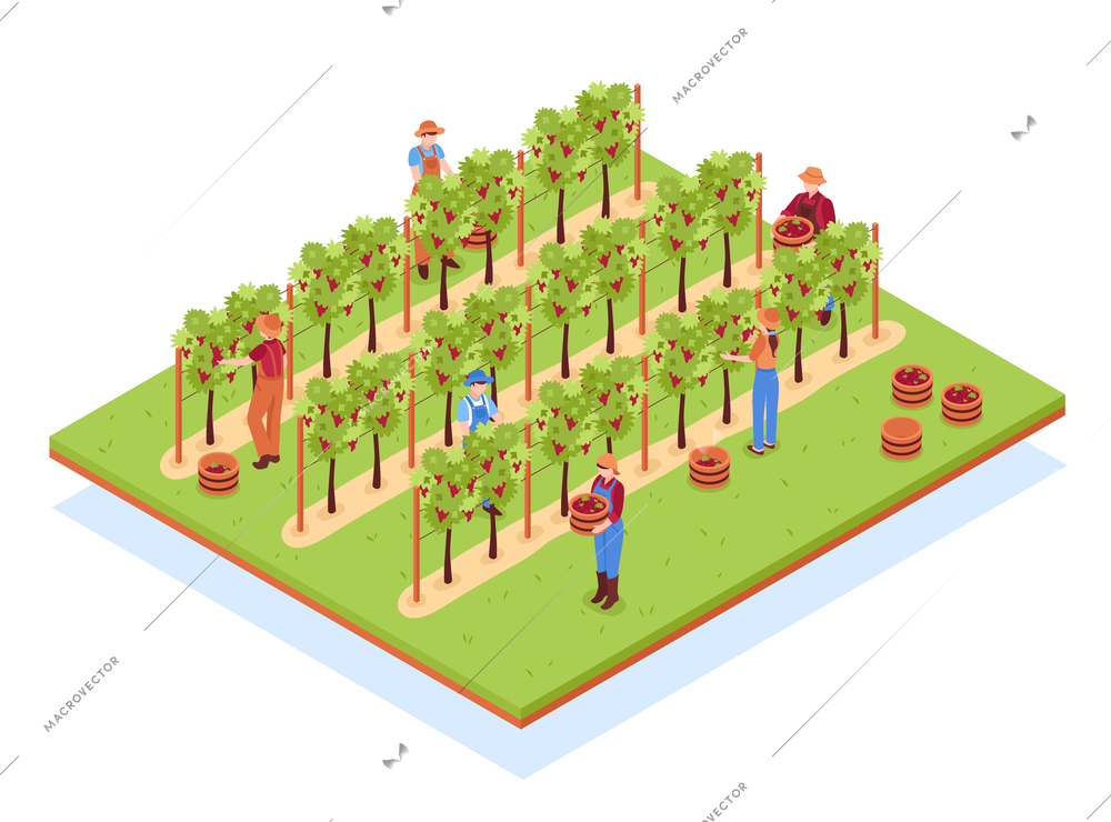 Winery isometric composition with workers in hats with baskets during harvesting on vineyard vector illustration