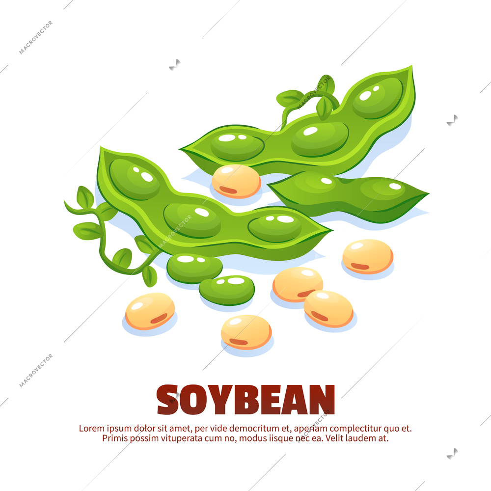 Soybean design composition for template label packing and farmer market emblem with green soy pods and ripe beans cartoon vector illustration