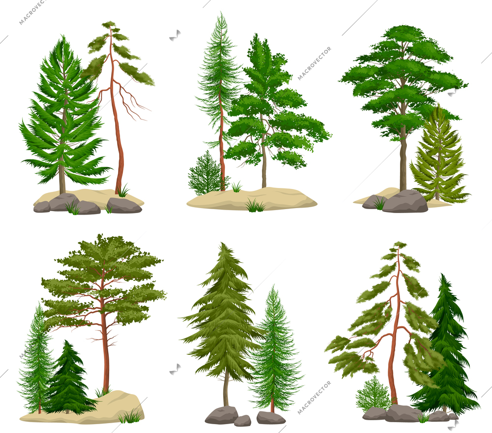 Set of realistic pine forest elements with conifer trees soil and boulders isolated vector illustration