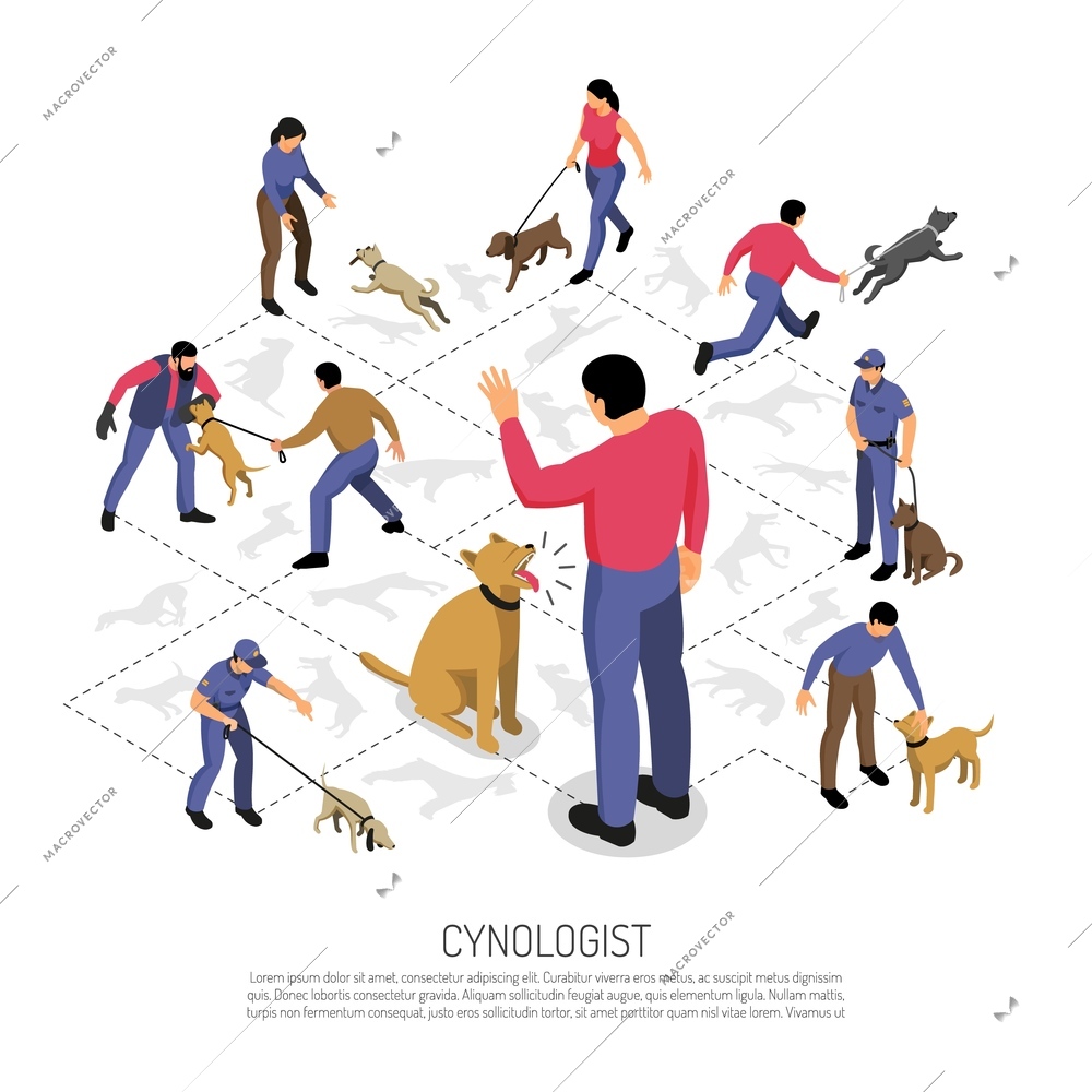 Cynologyst dog training isometric infographic composition with police service specific tasks commands responding isometric design vector illustration