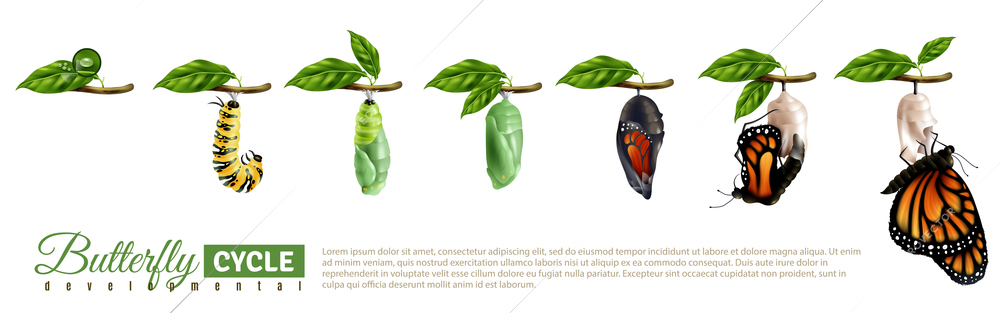 Butterfly metamorphosis horizontal set showing developmental cycle from egg to adult insect realistic vector illustration