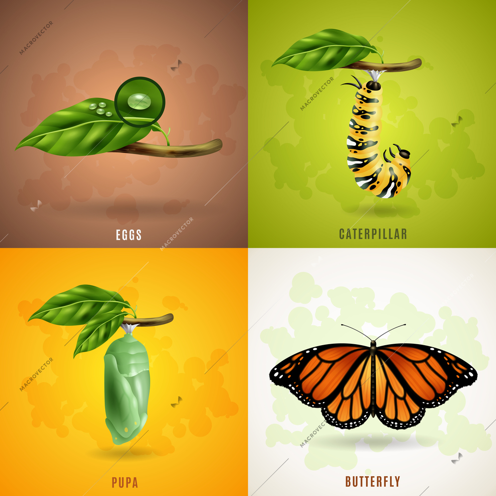 Butterfly 2x2 realistic design concept set developing stage of butterfly from eggs caterpillar pupa to imago vector illustration