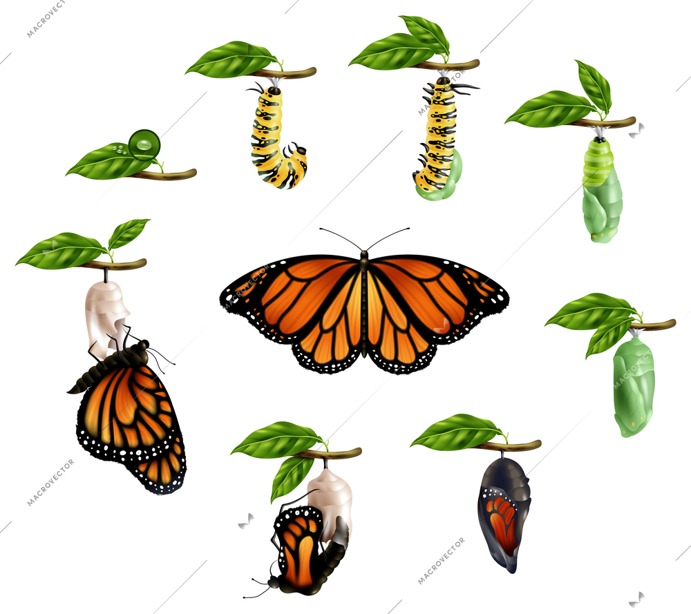 Life cycle of butterfly realistic icons set of caterpillar larva pupa imago phases vector illustration