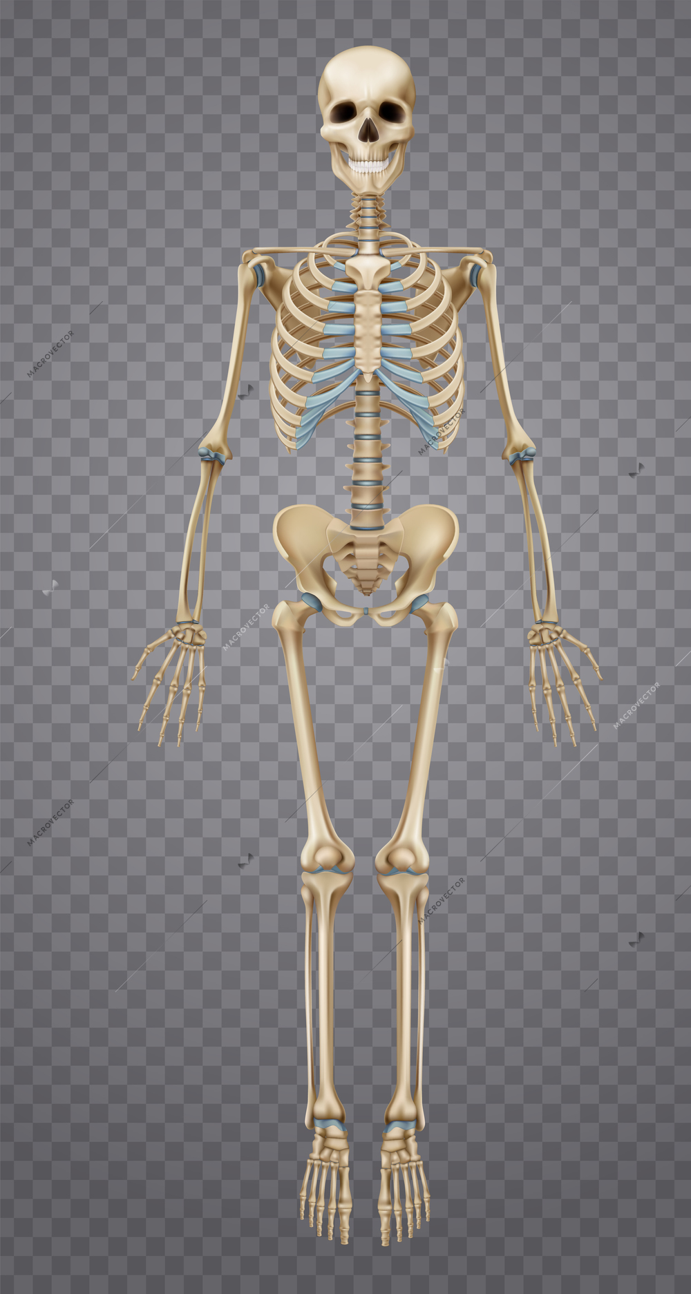 Realistic human skeleton isolated on transparent background 3d vector illustration