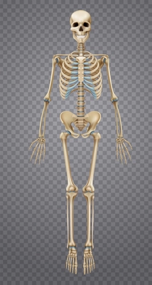 Realistic human skeleton isolated on transparent background 3d vector illustration